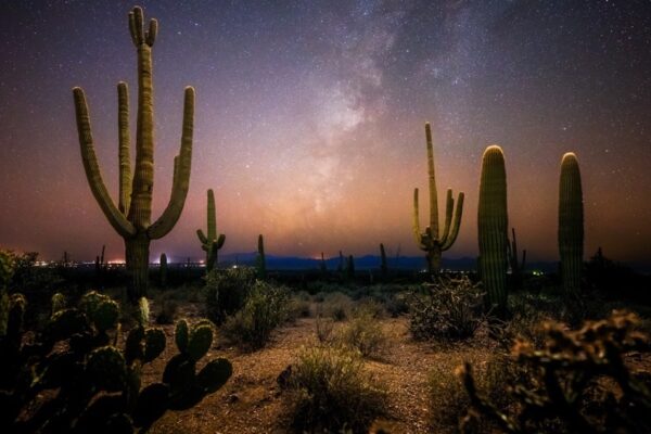 Desert Cactus - Saguaros and Cholla Cactus with a Night Background Of a Hazy Cloudy Sky.