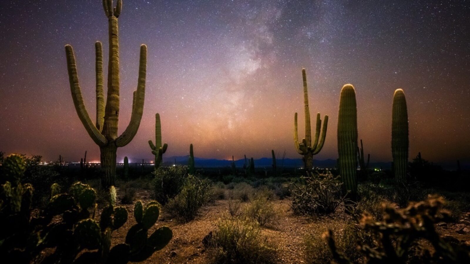 Desert Cactus - Saguaros and Cholla Cactus with a Night Background Of a Hazy Cloudy Sky.